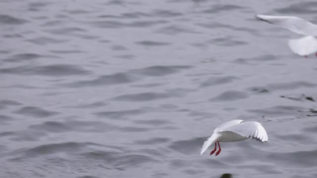 海鸥降落在水面上视频素材