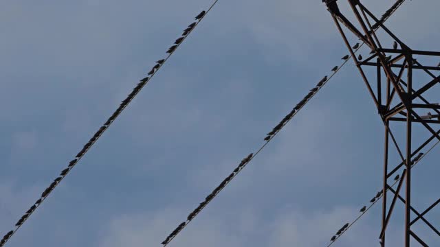 一群欧洲椋鸟(Sturnus vulgaris)栖息在头顶的电线上。Occitanie、法国视频素材