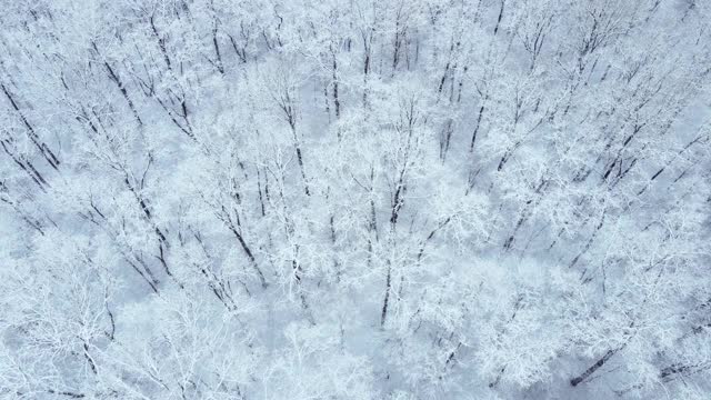 雪地森林的头顶视图视频素材