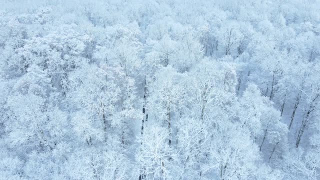 雪地森林的头顶视图视频素材