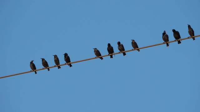 一群欧洲椋鸟(Sturnus vulgaris)栖息在头顶的电线上。Occitanie、法国视频素材