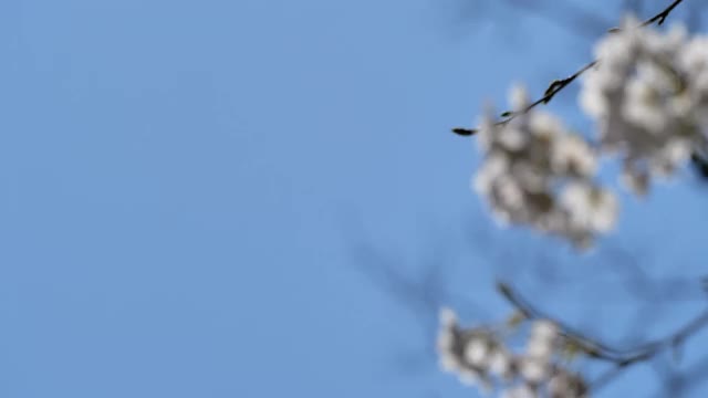 樱花视频素材