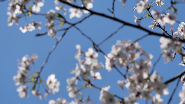 樱花视频素材