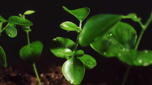 宏叶在雨中自然清新的水发芽视频素材