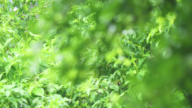 4K近距离背景，前景雨在树。近距离下雨的树叶在白天的时间。小雨洒在小树上。绿色自然的概念。视频素材