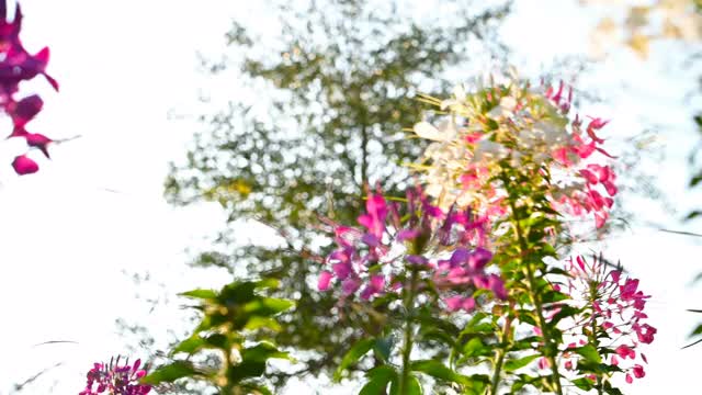 低角度全景盛开的蜘蛛花或Cleome spinosa在一个阳光明媚的日子视频素材