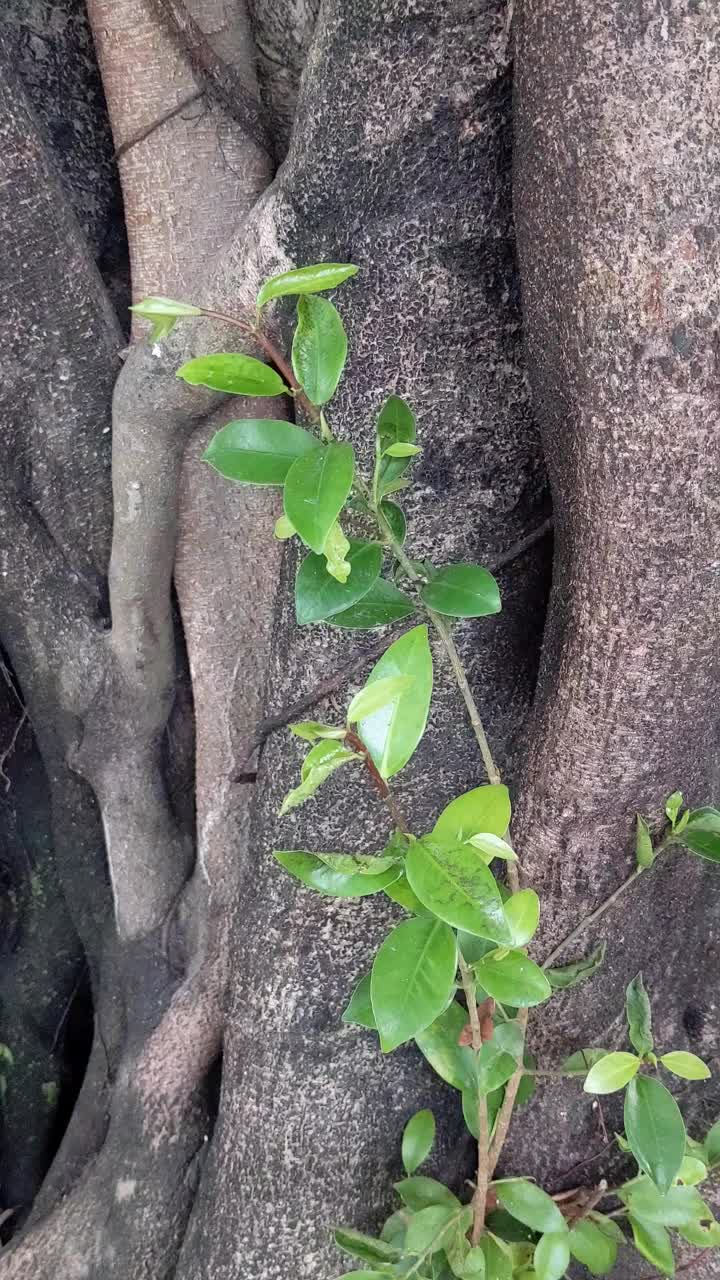 一棵植物从一棵茂盛的老树上生长的垂直视频视频素材