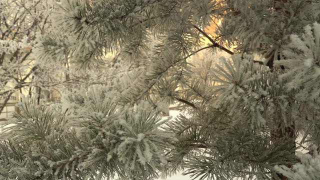 白雪覆盖的松树枝特写。美丽的树覆盖着新雪。圣诞树。令人难以置信的冬季森林，节日气氛视频素材