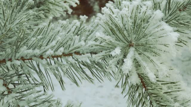 白雪覆盖的松树枝特写。美丽的树覆盖着新雪。圣诞树。令人难以置信的冬季森林，节日气氛视频素材