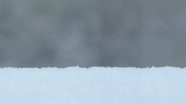 冬天森林里的暴风雪视频素材