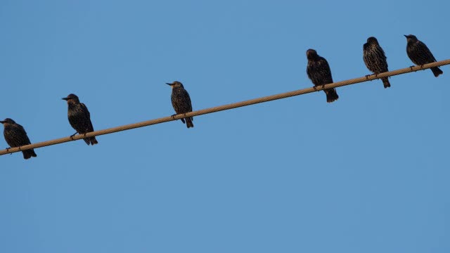 一群欧洲椋鸟(Sturnus vulgaris)栖息在头顶的电线上。Occitanie、法国视频素材