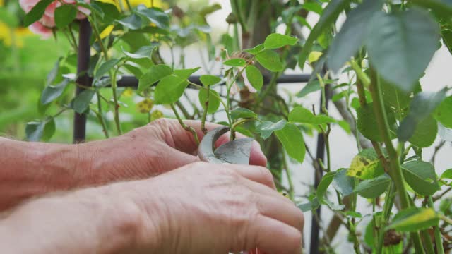 近距离的园丁在工作修剪玫瑰在花架拱门在花园在家里视频素材