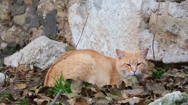 一只流浪猫睡在一堵旧墙上，在街上晒太阳。视频素材