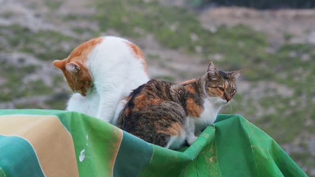 街上一只流浪猫坐在一辆车的车轮旁。视频素材