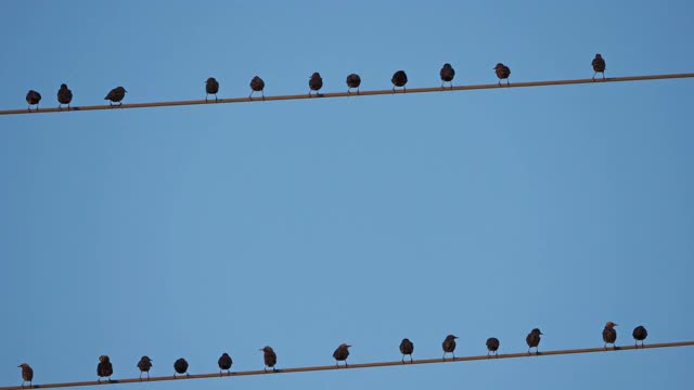 一群欧洲椋鸟(Sturnus vulgaris)栖息在头顶的电线上。Occitanie、法国视频素材