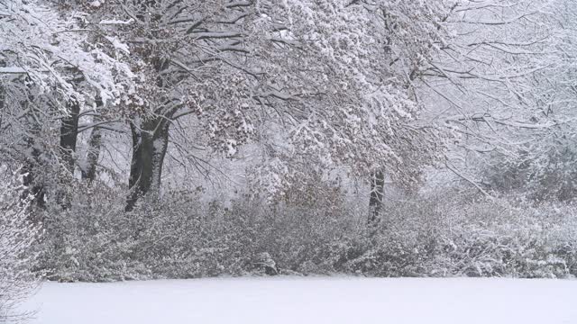 树木和灌木在下雪的时候，冬天。法兰克尼亚,巴伐利亚,德国。视频素材