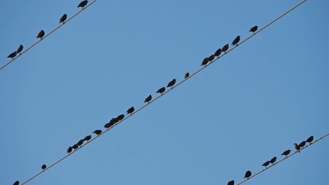 一群欧洲椋鸟(Sturnus vulgaris)栖息在头顶的电线上。Occitanie、法国视频素材