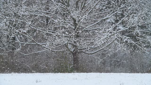 融化的雪从树上飘落，冬天。法兰克尼亚,巴伐利亚,德国。视频素材