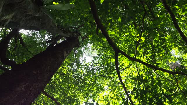 阳光照耀下的雨林中的树视频素材