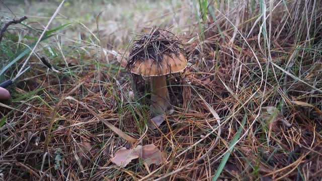 女人的手在秋天的森林里采摘牛肝菌的特写视频素材