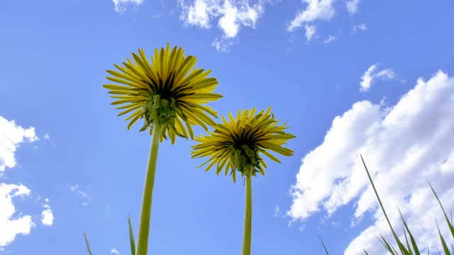 爱沙尼亚田野上雏菊的高茎视频素材