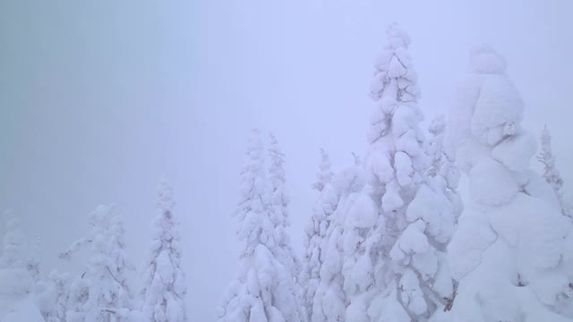 树被雪和雾覆盖着，在晨风中慢慢摇摆视频素材