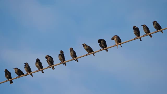 一群欧洲椋鸟(Sturnus vulgaris)栖息在头顶的电线上。Occitanie、法国视频素材