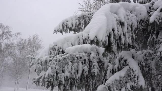 4、白雪覆盖的松树在森林里屹立不倒。视频素材