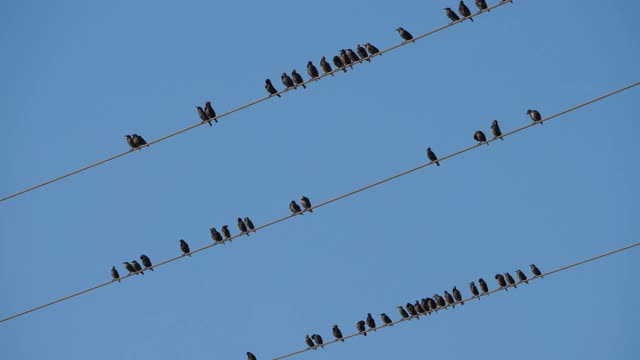 一群欧洲椋鸟(Sturnus vulgaris)栖息在头顶的电线上。Occitanie、法国视频素材