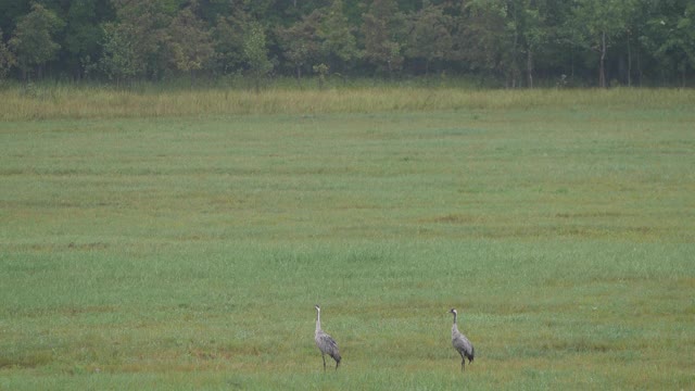 普通鹤(Grus Grus)在唱歌，俄罗斯视频素材