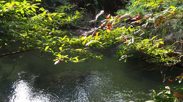 在雨林中流动的溪水视频素材