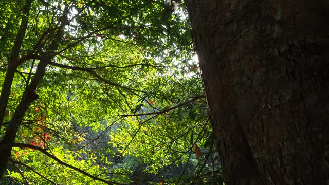 在雨林中流动的溪水视频素材