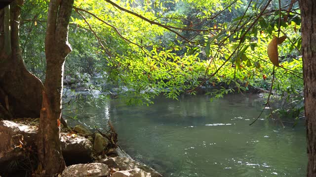 在雨林中流动的溪水视频素材