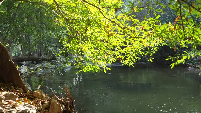 在雨林中流动的溪水视频素材