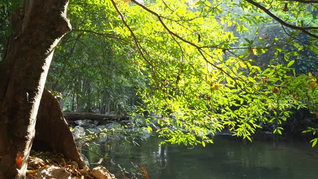 在雨林中流动的溪水视频素材