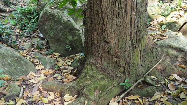 岩石和树皮上的苔藓视频素材