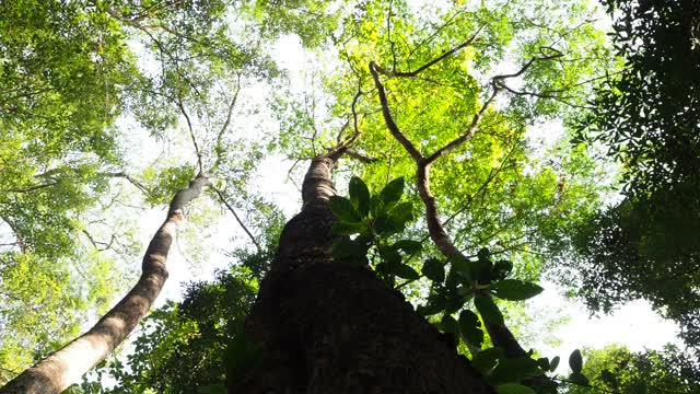 在阳光照耀下的森林里的树视频素材