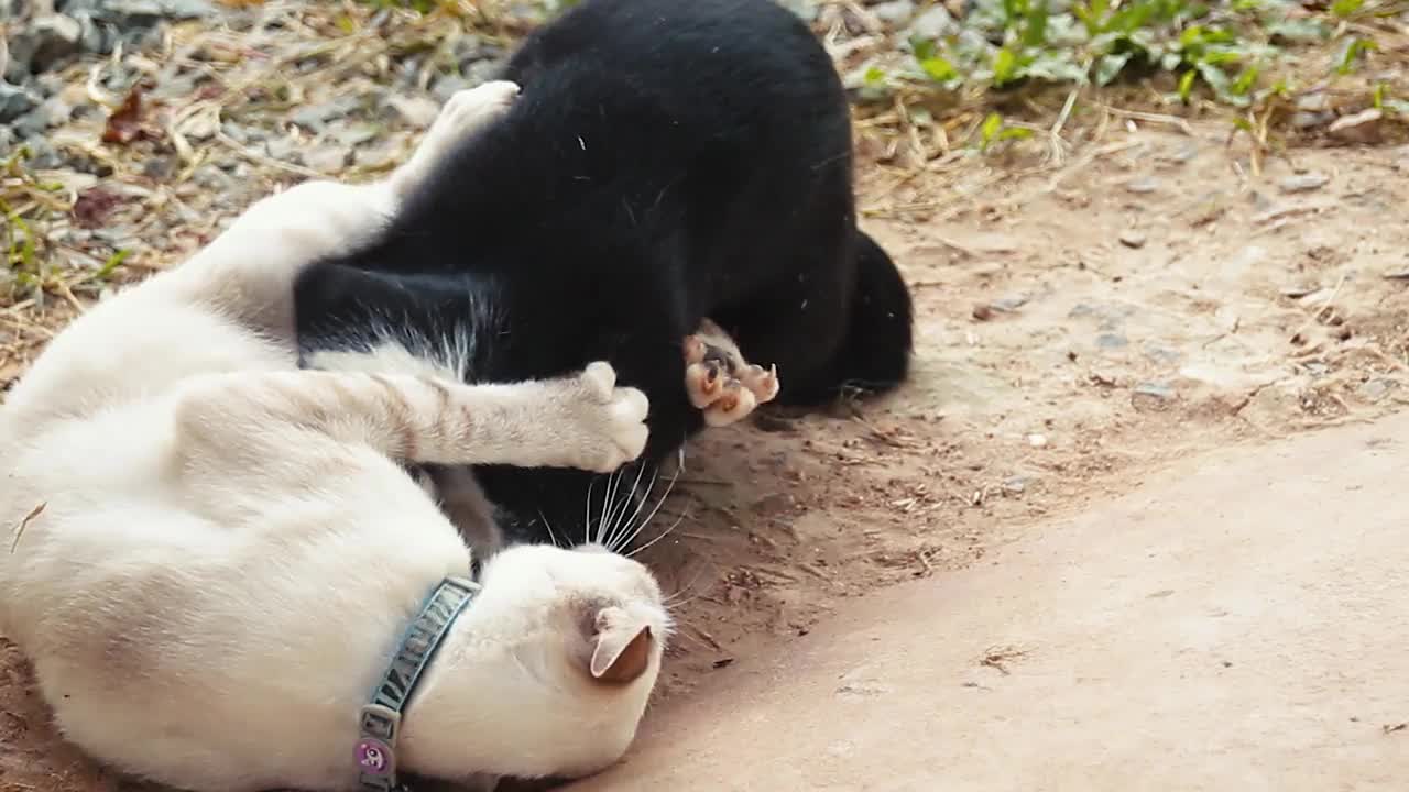 两只猫在慢镜头中像功夫拳手一样互相打斗视频素材