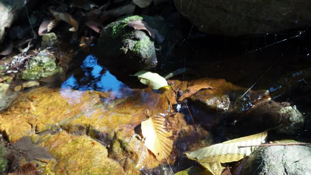 水与岩石和树叶一起流动视频素材