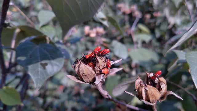 甲虫吃花视频素材