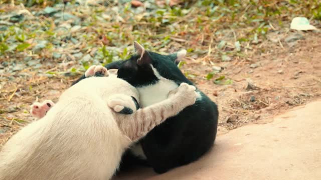 用慢动作打猫视频素材