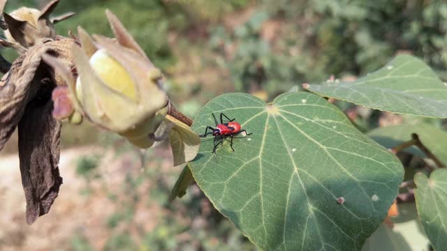 甲虫吃花视频下载