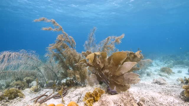 库拉索岛附近加勒比海的珊瑚礁海景，有鱼，珊瑚和海绵视频素材