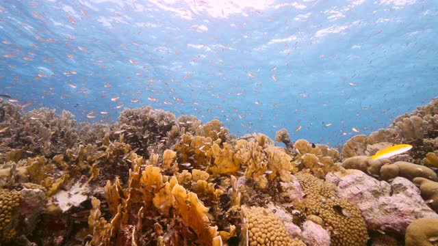 在加勒比海珊瑚礁的浅水海景，库拉索岛与鱼，珊瑚和海绵视频素材