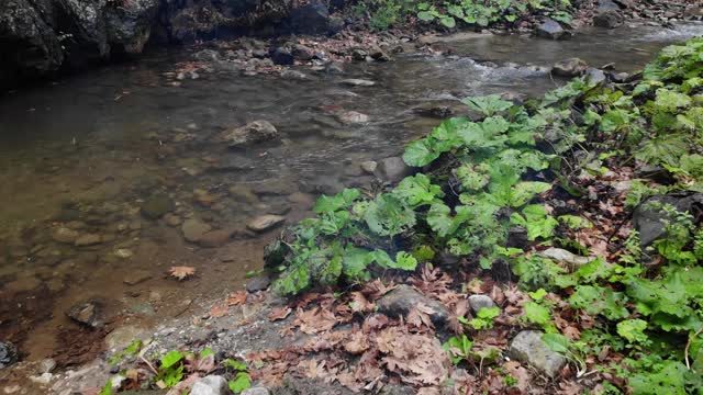 这条河以其原始的声音流过森林视频素材