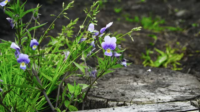 夏季花园里开花的三色堇和昆虫视频素材