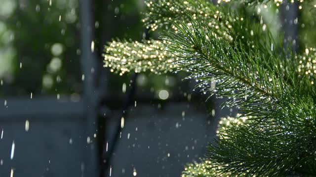 雨滴落在松枝上。水在阳光下像针一样闪闪发光视频素材