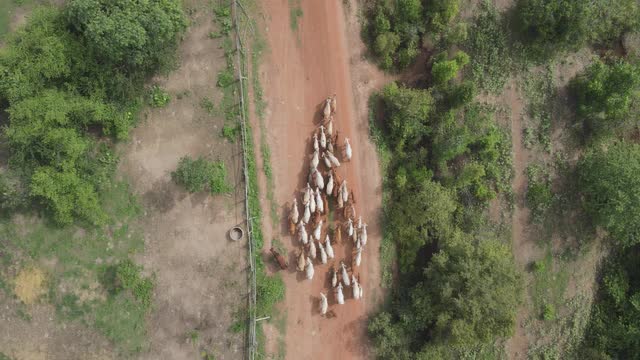 森林里的养牛视频剪辑视频下载