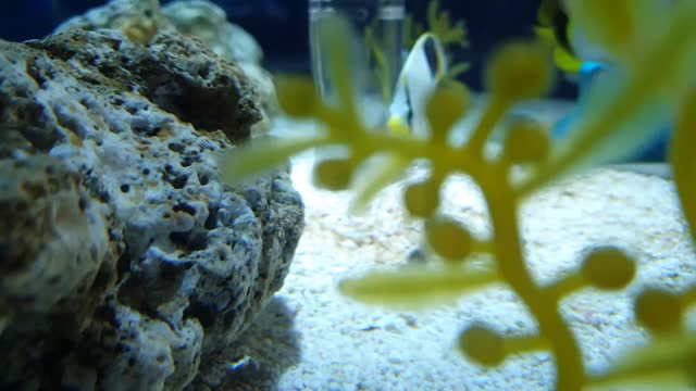 在岩石和水族馆的装饰后面看到的漂亮的鱼视频素材