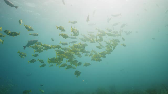 Porkfish学院视频素材